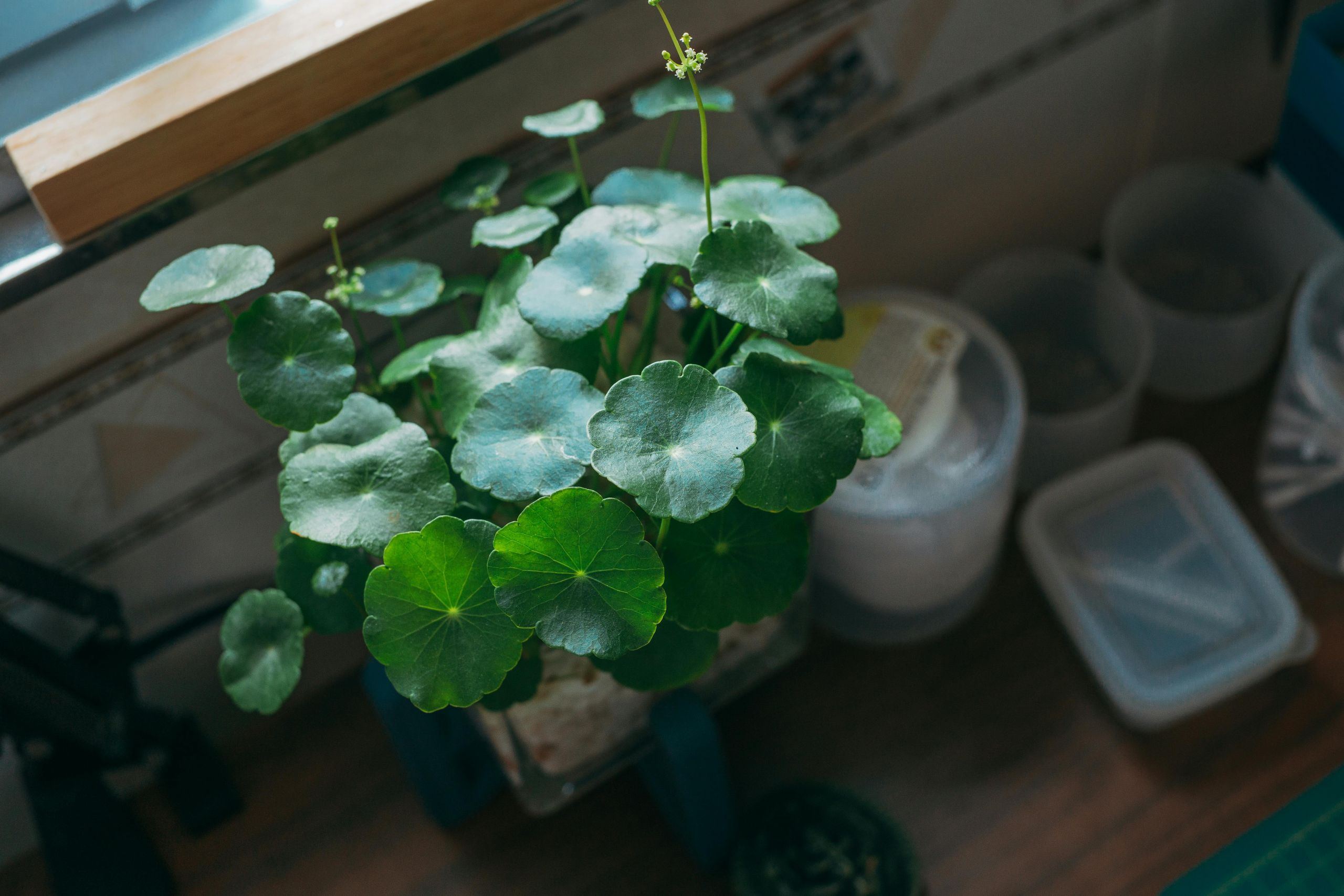 pexels-fox-58267-11142226