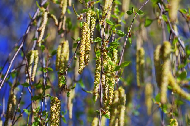 birch branches in spring
