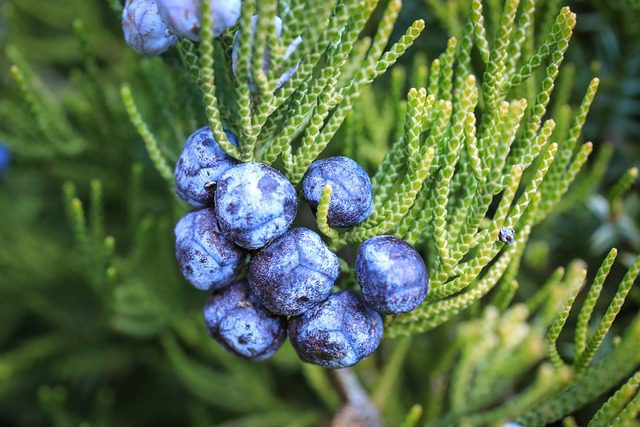 juniper-berries-7045341_640
